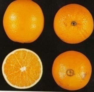New Sweet Orange Hybrids -different genetic makeup than all other sweet oranges- MAY have greater