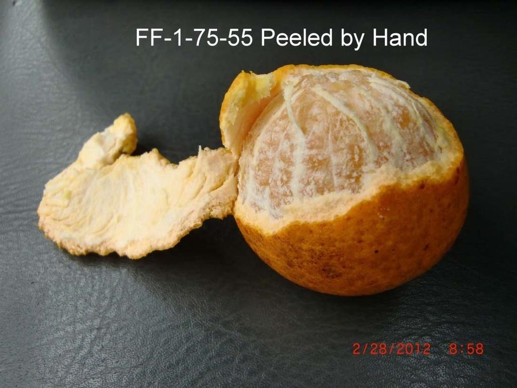 Finally making progress on truly sweet-orange-like hybrids!
