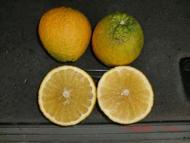 Poncirus is deciduous, cold-hardy, Citrus crosscompatible, but tastes terrible