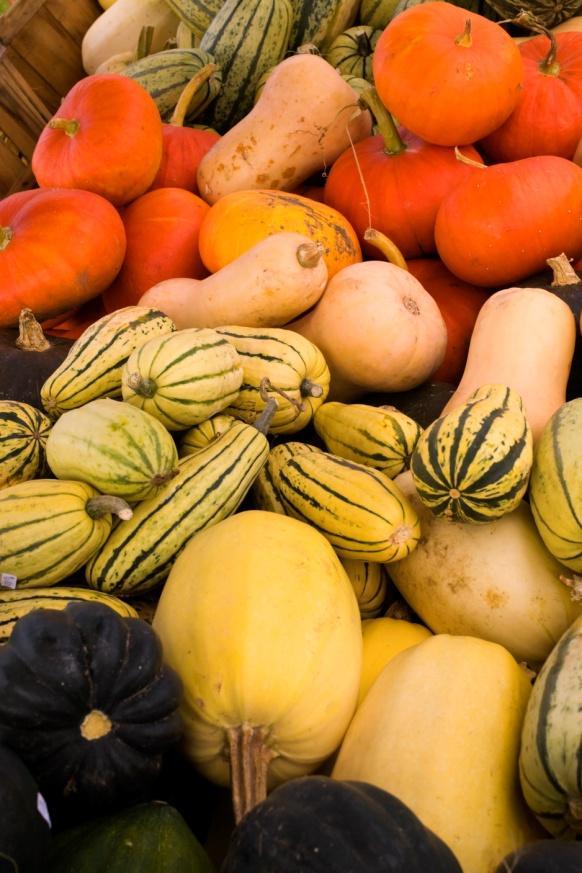 Squash Speaking Points Winter squash is available late fall and winter. Winter squash include Butternut, Acorn, Buttercup, Spaghetti squash and pumpkin.