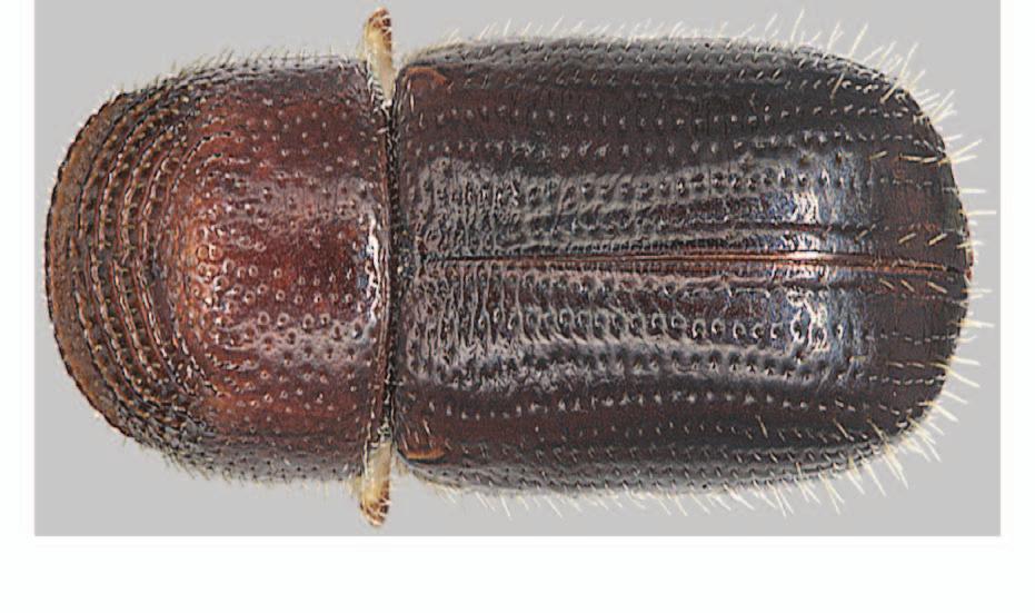 The declivity at the end of the wing covers is steep, very shallowly bisulcate, and generally flattened at the apex with small granules. Figure 2. Walnut twig beetle, side view.