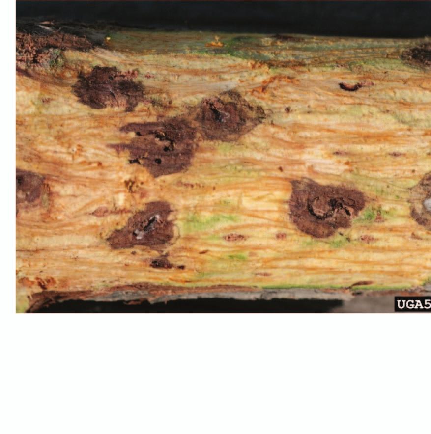 Large, oval shaped cankers in bark.