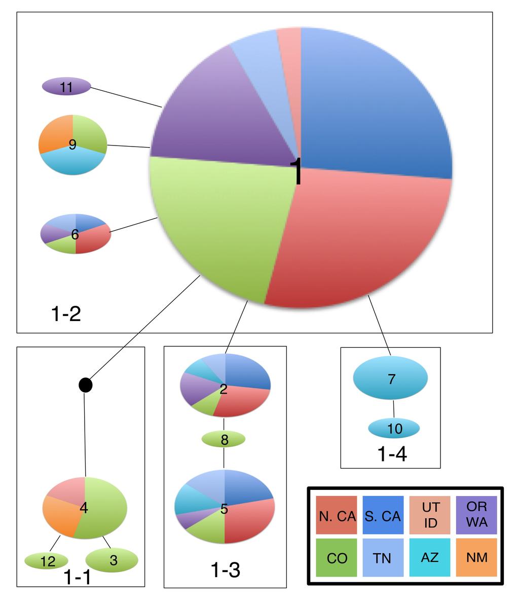Figure 2.2 The relationships among rdna ITS haplotypes of Geosmithia morbida. Each circle represents a unique ITS haplotype.