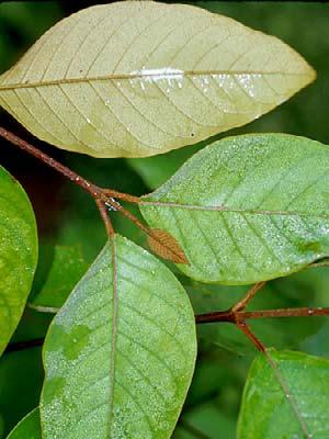leaf  Garcinia