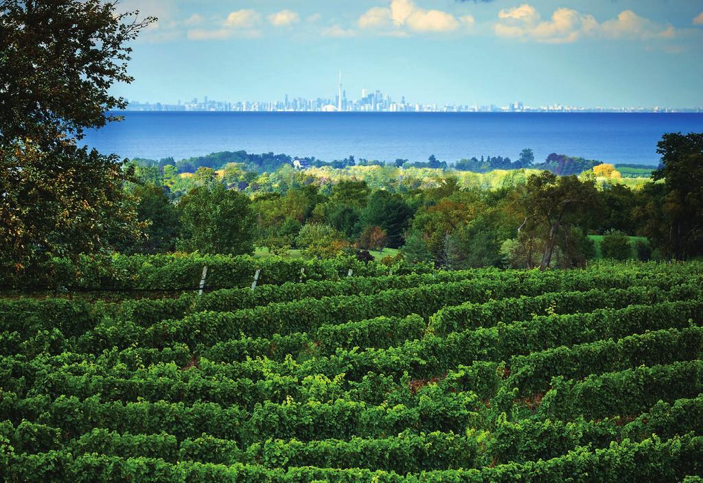 Ontario wines are the epitome of cool climate, which puts them