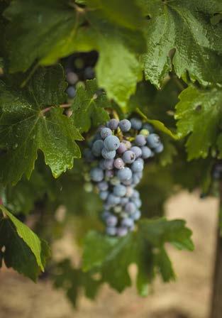 BEYOND COOL Canada is categorized as a cool climate region, providing ideal growing conditions where grapes ripen slowly and uniformly, combining a