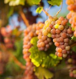 Riesling, Gamay Noir and other varieties can also be found in the production of Canadian sparkling wine.