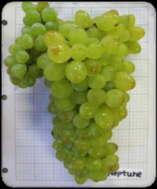SEEDLESS GRAPES Seedless Table Grapes and Advanced Selections from the University of Arkansas Elina Coneva, Edgar Vinson and Arnold Caylor The University of Arkansas breeding program began in 1964