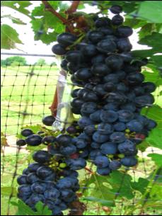 GRAPES During the 2012 season, selection 501-12 produced the highest number of clusters per vine (76.8), while the early ripening selection 502-10 had 12.