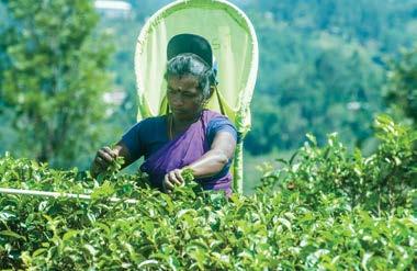 handpicking 09th August, 2016 08:30am The leaf is plucked by highly skilled tea pickers, early in the morning, when the cell content of the leaf is at its mellowest, before the harsh upland sun sets