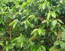 1: Various stages of coffee ripening including green, ripe,