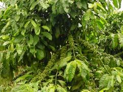 2: Examples of uniform coffee flowering, ripening and