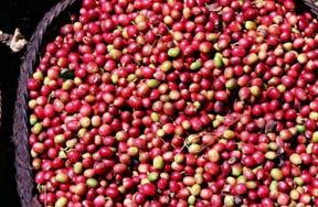 Fig. 3: Cherries of non-uniform maturity, harvested by strip picking (Indonesia) (left), and freshly picked cherries in a basket (right) 2 The use of immature cherries in the production of coffee is
