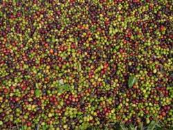 Furthermore, the wet processing of coffee requires uniformly ripe cherries as immature fruit cannot be pulped 3.
