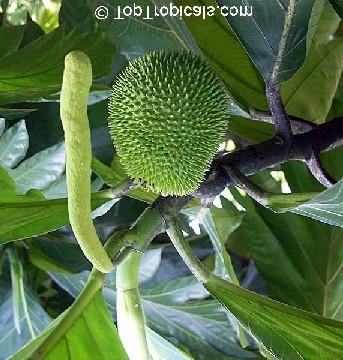 branching; a spreading canopy of diameter about half of the tree height and a more open branching structure than breadfruit (A. altilis) or dugdug (A. mariannensis).
