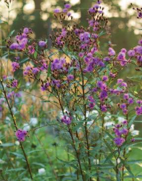 Plant-trial results Ironweed The superhero of fall plants Find out why you should be growing