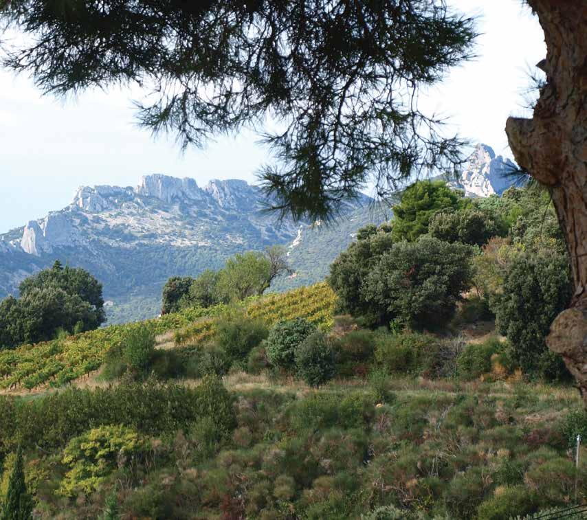 The Dentelles de Montmirail, a small chain of mountains in Provence, as seen from the La Ferme Saint-Martin domaine located in the heart of the Côtes du Rhône appellation.