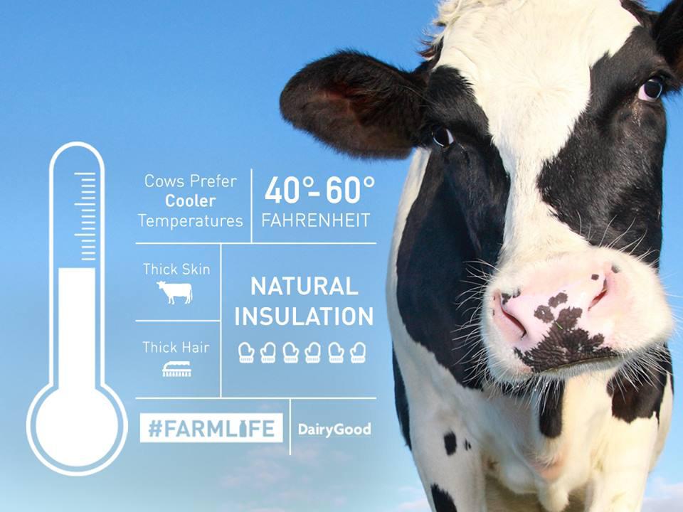 #Dairy farmers provide cows w/ clean water.