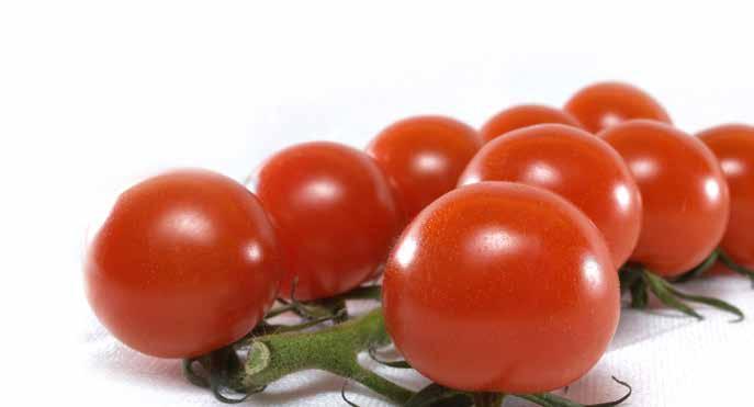 Tomato fresh market Indeterminate Cuore di Bue Liguria Rosamunda F1 (ISI 62188) Plant Cultivation Fruit Weight g 260 250-260 Fruit Shape round pear ribbed round pear ribbed Fruit Firmness good Green