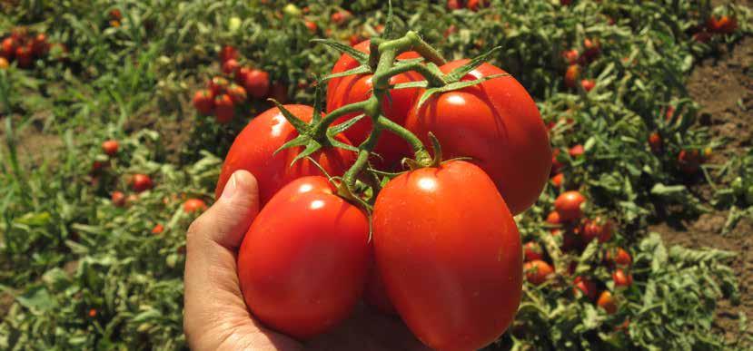 Processing Tomato Saladette Templar F1 ISI 30559 F1 ISI 31092 F1 Maturity Time Plant mid Harvest Mech.