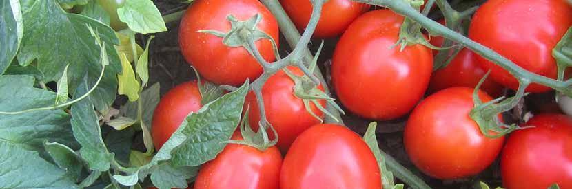 Tomato OP Processing Tomato OP Varieties Open Pollinated Davis UC 82 Elgon UC105 J Maturity Time early late Plant compact compact compact Harvest Mech. Hand Mech.