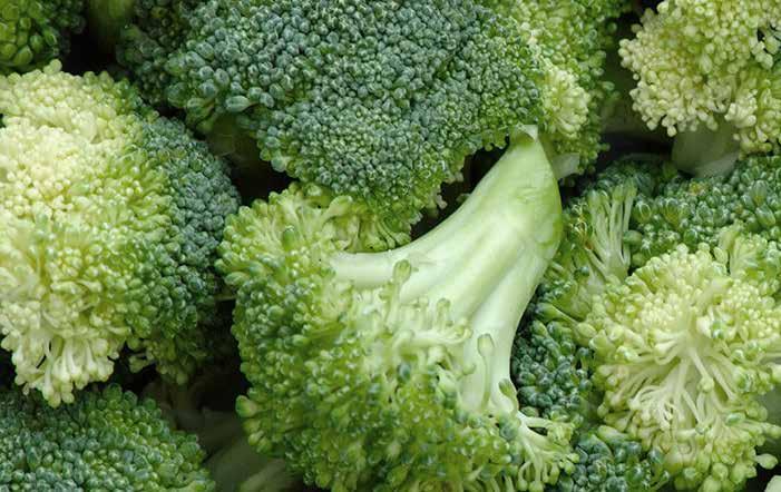 Broccoli Monty F1 Jeremy F1 ISI 14312 F1 Maturity Time (Days) 55-60 80-85 85-95 Head Weight, g 350 500 500-600 Head Shape dome dome dome Colour green brilliant green intense green Beads size mid fine