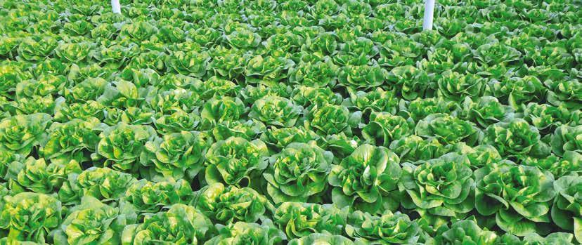Lettuce Romaine Aragona Keope Starter Colour brilliant blond bright blond blond green Size *** *** **** summer Production Period Production Period (HR): Bl 16-20, 22-24, 27, 28, 30-32EU Compact head,