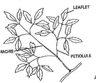 Step 1: Leaf Arrangement: How leaves are arranged on the stem. Alternate: Leaves borne singly at each node (the position on the stem where leaves or branches originate), alternating sides of the stem.