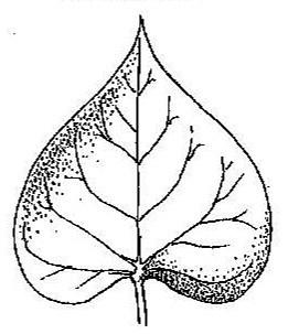 Step 2a: Compound Leaf Divisions: Even-Pinnate vs.
