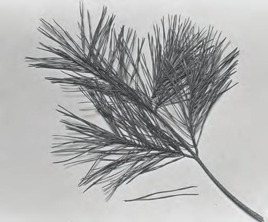pine, and old field pine. The needles, as the name implies, are short, about 2½ to 5 inches long.