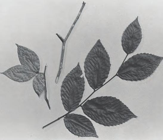 American hornbeam is a very prominent understory species. It grows slowly and is also a prolific reproducer, usually from seed.