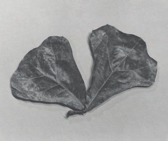 red oak, and red oak. The leaves are alternate, simple, deciduous, 6 to 8 inches long, and 4 to 5 inches wide with seven to nine multiple-bristle-tipped lobes.