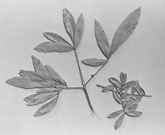 long, and about ½ to 1 inch wide. The leaf margins are entire (no lobes or teeth). The leaf shape is somewhat like a willow leaf s (long and narrow).
