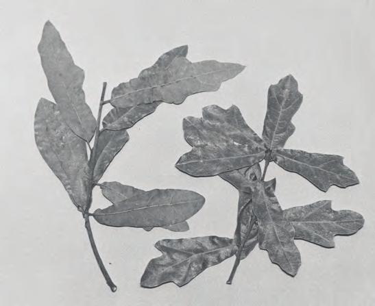 Twigs are smooth and olive green to reddish-brown on younger stems and become gray with age. The buds are about one-fourth of an inch long with gray-brown scales.