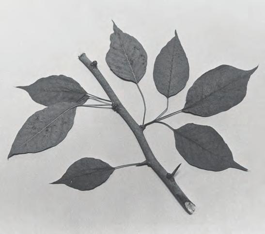 Twigs are smooth and yellowish to a bluish-gray. The twig s inner bark turns orange if the outer bark is scraped away. There is no terminal bud.