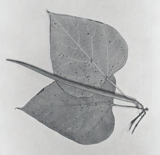 ous, oblong, 4 to 6 inches long, and 2 to 3 inches wide. The leaf margin is entire. The upper surface of the leaf is dark green and leathery; the lower surface is pale.