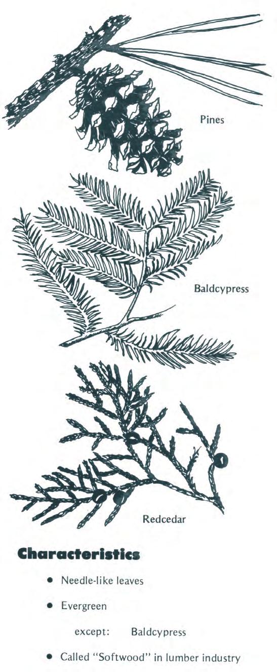 conifers Examples Pines characteristics Redcedar Needle-like leaves Evergreen except: Baldcypress Called softwood in lumber industry Cone-bearing Baldcypress LoNgLEaF pine Pinus palustris Other