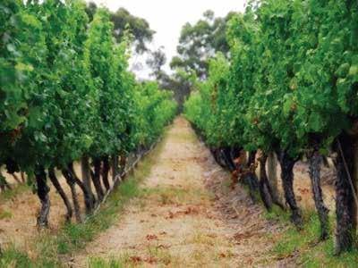 MAJOR VARIETALS OF AUSTRALIA RED GRAPES Shiraz Synonymous with Syrah. Deep, dark, rich and powerful, this grape has become the country s most popular varietal internationally.