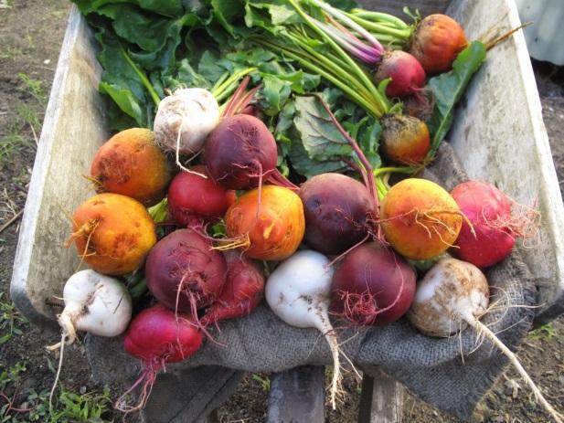 Herald Good Food Month programming and make mention of this in their programming Markets Early-bird fee $495 Standard fee $595 Open to growers and farmers markets and