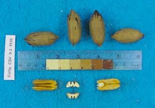 Nut maturity is late and yield is medium but the nuts themselves are large. Nuts do not crack well.