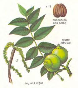 Latin Name Juglans nigra Walnut HeightxWidth 70-90 + spring/ gr.