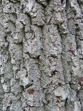 up to 4 long, fruit: 1-3, fleshy green covering>to black and breaking open bark: