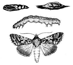 Caterpillars (Worms) Order Lepidoptera, Several families such as Noctuidae, Tortricidae, Pyralidae, Arctiidae Plant injury is caused only by the larval (worm) stages.