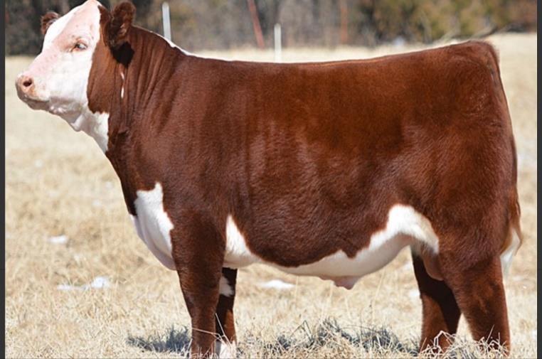 HEREFORD LOTS 12-16 5 HORNED HEREFORD BULLS CRR ABOUT TIME 743 SULL TCC MR CUSTOM MADE TCC MISS SHELBY 82 ET BH MS DOM 6005 BH MR KUTTER 3011 ET BH MS DOMINEER 2002 4 BULLS BORN NOVEMBER 2016 1 BULL