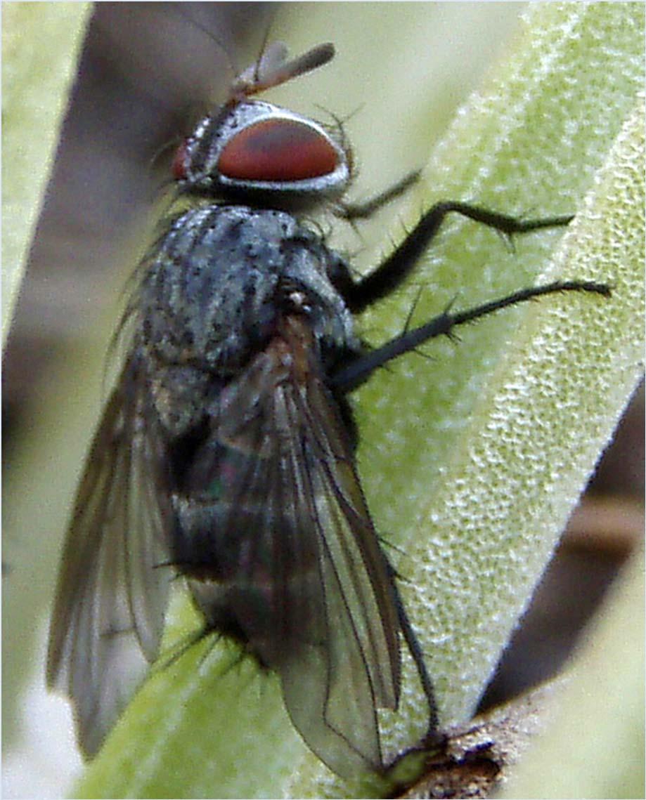 Lixadmontia franki: A parasitoid of bromeliad-eating weevils. Only one parasitoid of bromeliad-eating weevils is known.
