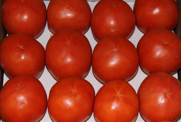 Organic Red Cherry, Rainbow Cherry, and Grape Tomatoes are in good supply out of Florida. Pricing is steady. Mexico has abundant supplies of Organic Grape Tomatoes at cheap price points.