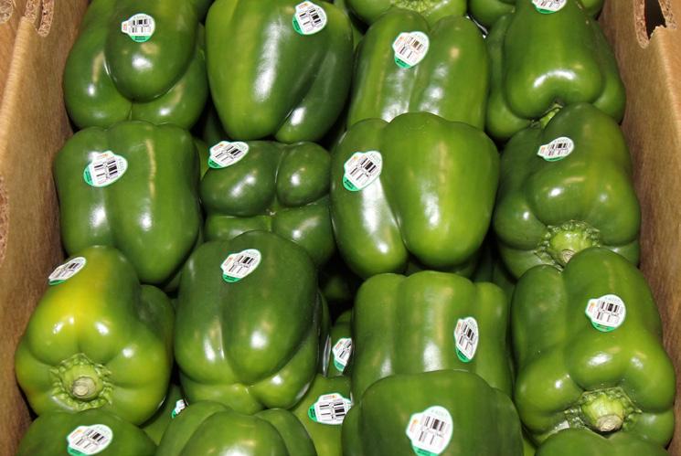 Growers are in a harvest flush, and the harvests are yielding much larger sizing. Green Peppers are in excellent supply this week out of Florida.