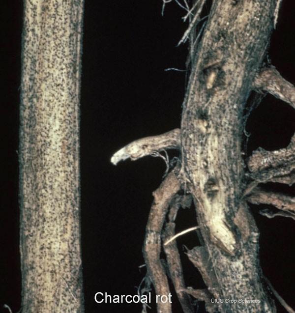 How to Diagnose Charcoal Rot Randomly