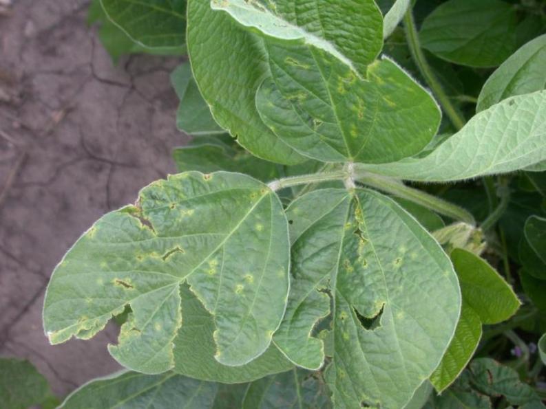 Bacterial Blight Symptoms: Young