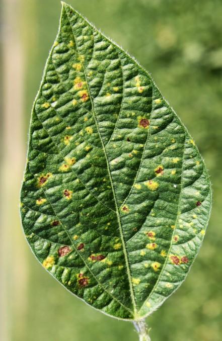 Downy Mildew (Peronospora manshurica) Survives as oospores on dead leaves and on seeds Infection occurs during high humidity and
